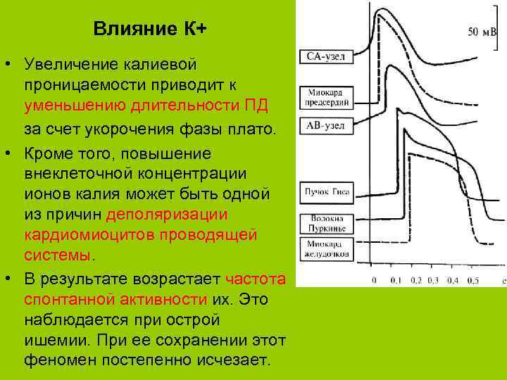 Влияние К+ • Увеличение калиевой проницаемости приводит к уменьшению длительности ПД за счет укорочения