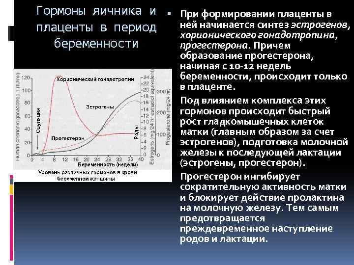 Гормоны яичника и плаценты в период беременности При формировании плаценты в ней начинается синтез