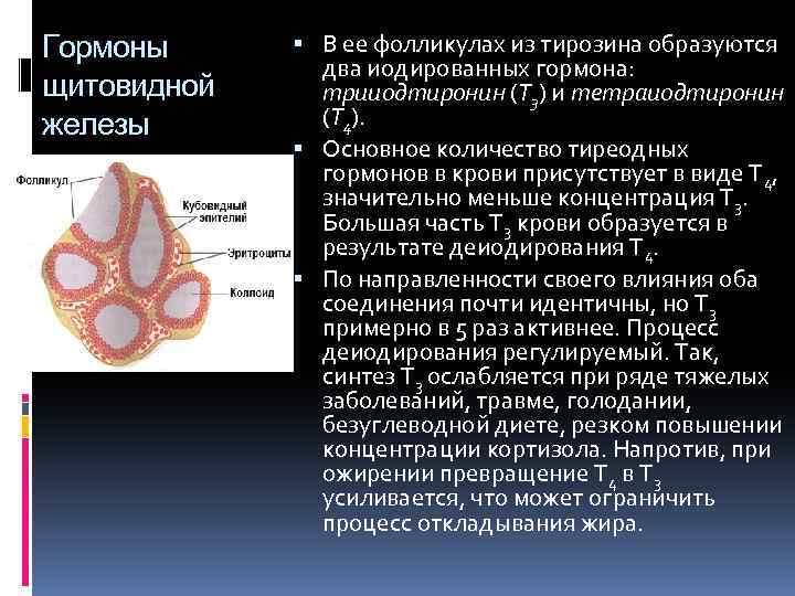 Гормоны щитовидной железы В ее фолликулах из тирозина образуются два иодированных гормона: трииодтиронин (Т