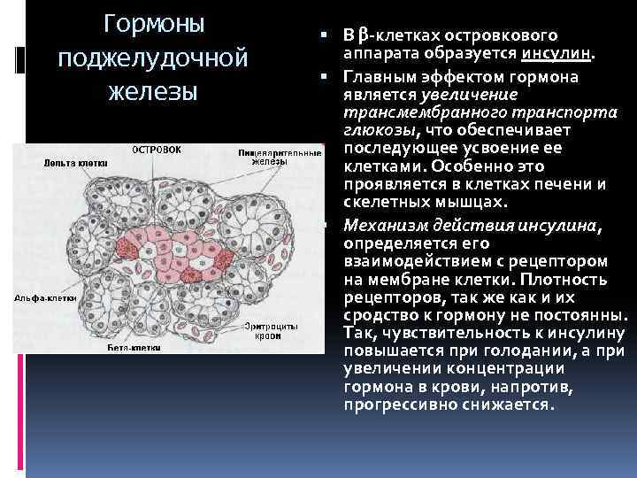 Гормоны поджелудочной железы В -клетках островкового аппарата образуется инсулин. Главным эффектом гормона является увеличение