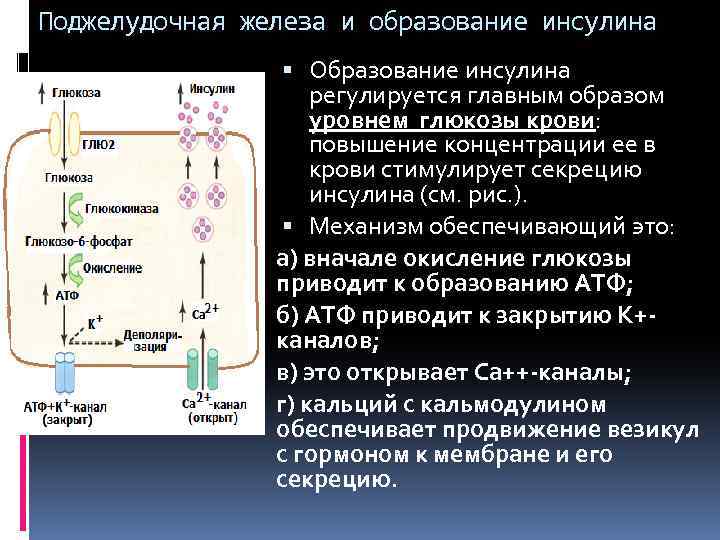 Поджелудочная железа и образование инсулина Образование инсулина регулируется главным образом уровнем глюкозы крови: повышение