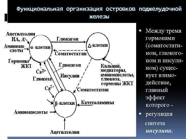 Функциональная организация островков поджелудочной железы Между тремя гормонами (соматостатином, глюкогоном и инсулином) сущесвует взимодействие,