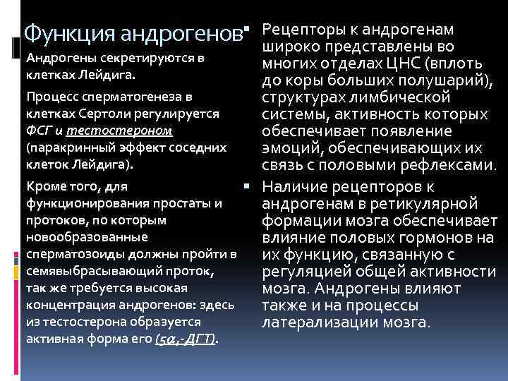 Функция андрогенов Рецепторы к андрогенам широко представлены во Андрогены секретируются в многих отделах ЦНС