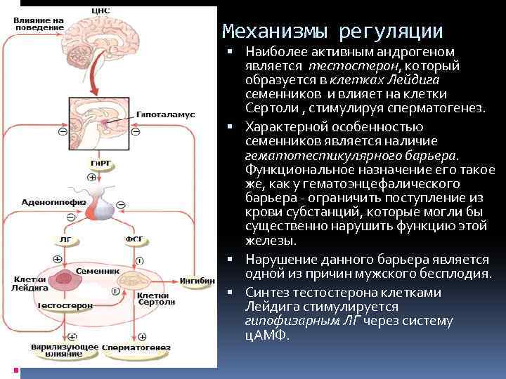 Механизмы регуляции Наиболее активным андрогеном является тестостерон, который образуется в клетках Лейдига семенников и