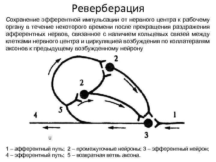 Реверберация Сохранение эфферентной импульсации от нервного центра к рабочему органу в течение некоторого времени