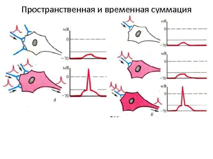 Пространственная и временная суммация 