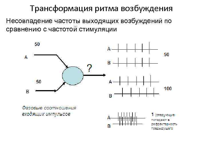 Трансформация ритма возбуждения Несовпадение частоты выходящих возбуждений по сравнению с частотой стимуляции 