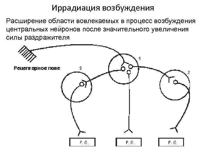 Иррадиация возбуждения Расширение области вовлекаемых в процесс возбуждения центральных нейронов после значительного увеличения силы