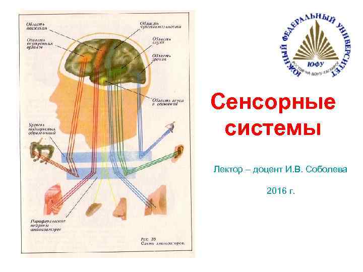 Сенсорные системы Лектор – доцент И. В. Соболева 2016 г. 