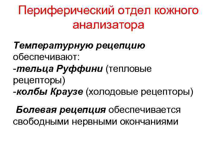 Периферический отдел кожного анализатора Температурную рецепцию обеспечивают: -тельца Руффини (тепловые рецепторы) -колбы Краузе (холодовые