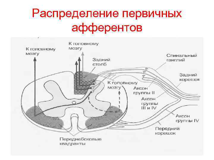 Распределение первичных афферентов 