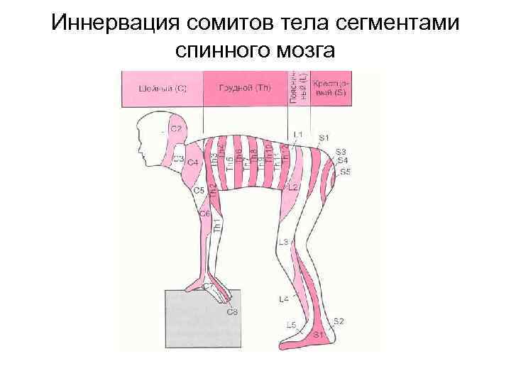 Иннервация сомитов тела сегментами спинного мозга 