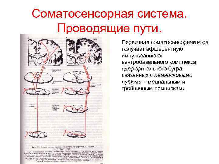 Соматосенсорный анализатор общий план строения и функции проводящие пути