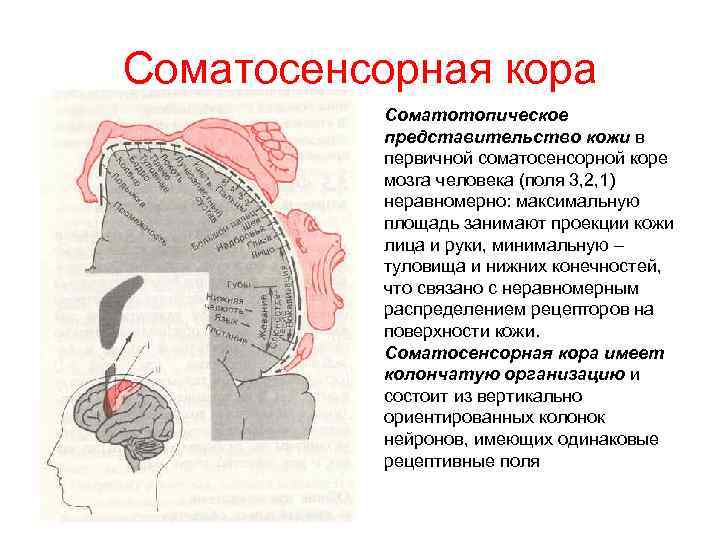 Схема соматотопической проекции в коре головного мозга описана