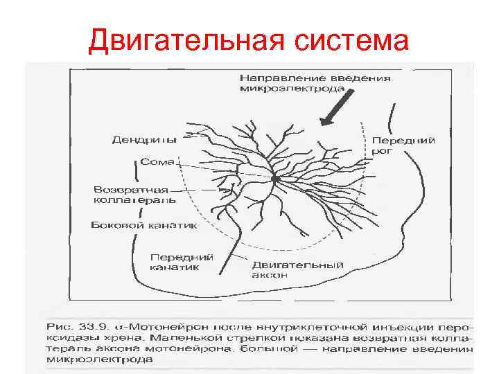 Двигательные структуры. Двигательная сенсорная система строение.