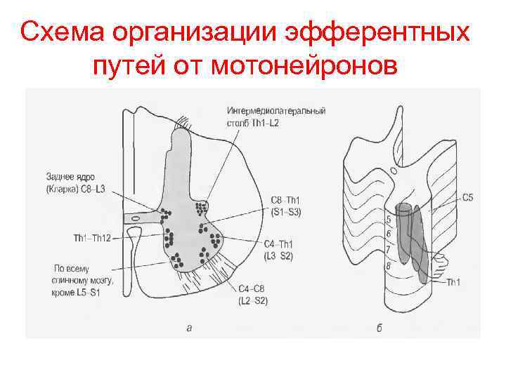 Схема организации эфферентных путей от мотонейронов 