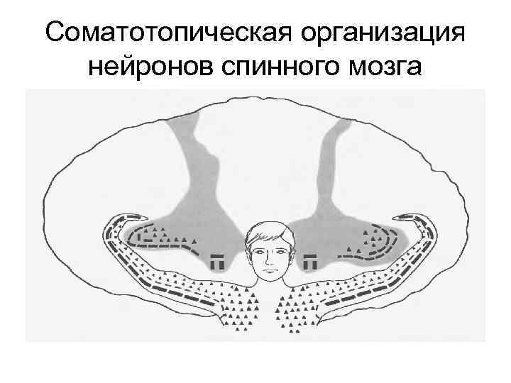 Соматотопическая организация нейронов спинного мозга 