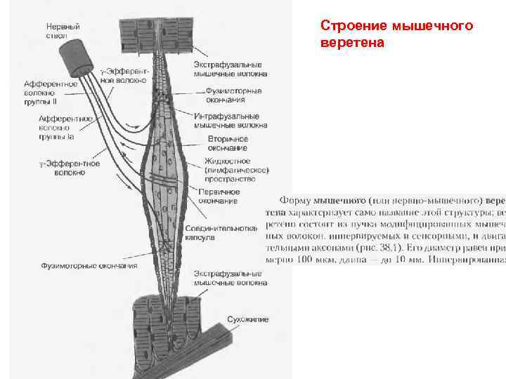 Строение мышечного веретена 