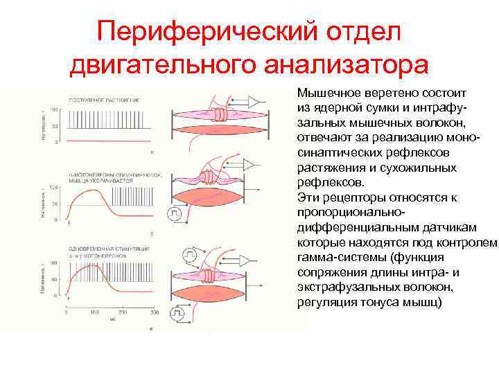 Периферический отдел двигательного анализатора Мышечное веретено состоит из ядерной сумки и интрафузальных мышечных волокон,