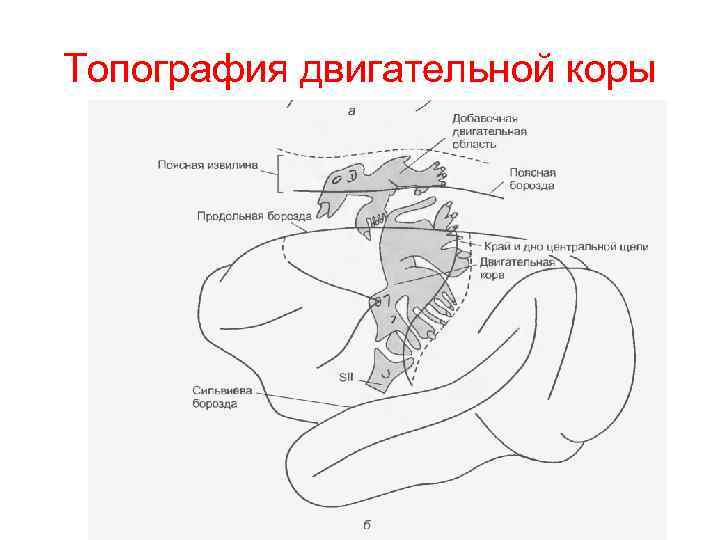 Топография двигательной коры 