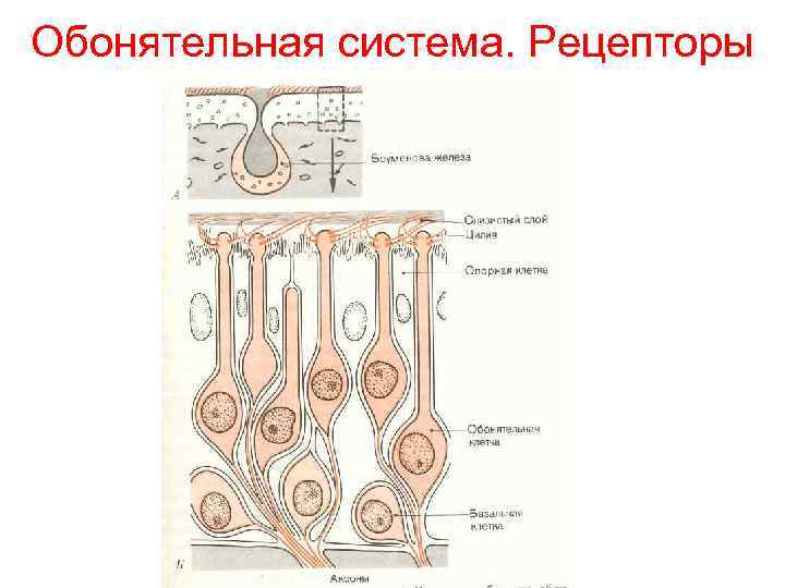 Обонятельная система. Рецепторы 