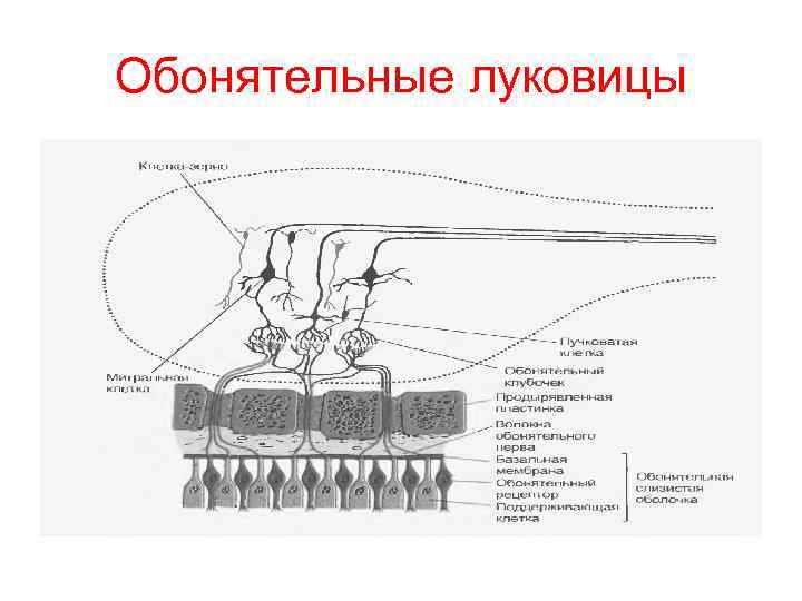 Обонятельные луковицы 