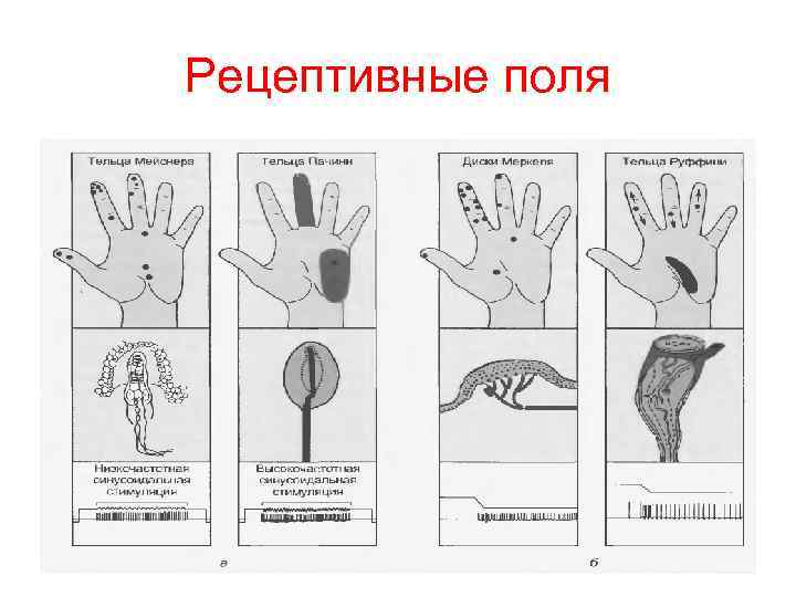 Рецептивное поле. Рецептивные поля примеры. Диски Меркеля и тельца Мейснера. Механорецепторы есть в. Рецептивные поля кожи.