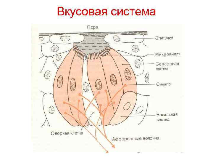 Вкусовая сенсорная система презентация