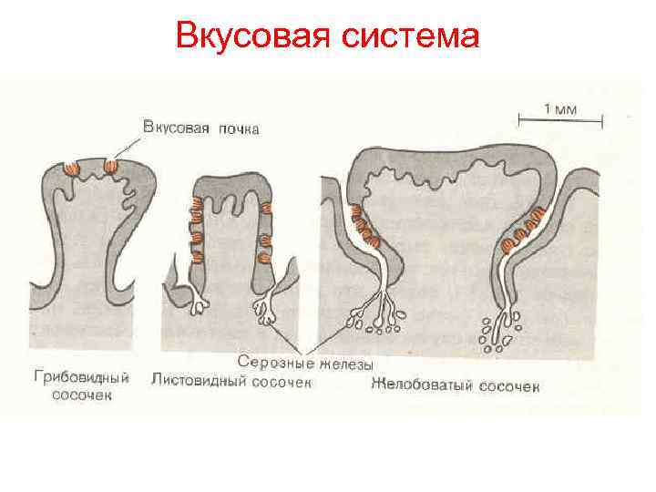 Вкусовая система 