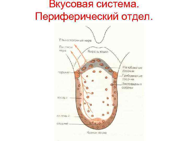 Дополните схему строения периферического отдела вкусового анализатора