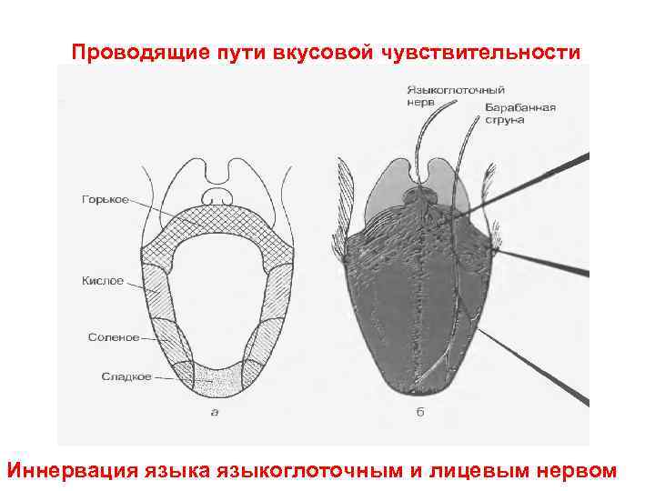 Иннервация языка анатомия схема