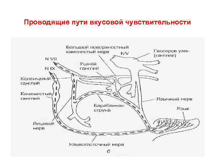 Проводящие пути вкусовой чувствительности 