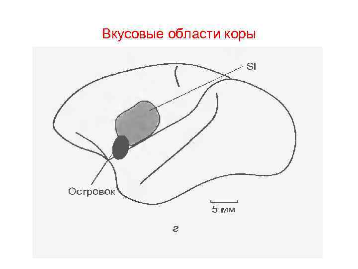 Вкусовые области коры 