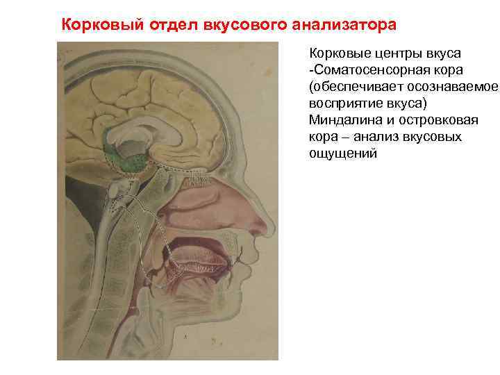 Корковые анализаторы. Корковый центр вкусового анализатора. Корковый отдел вкусового анализатора. Центральный корковый отдел вкусового анализатора. Корковый конец анализатора вкуса.