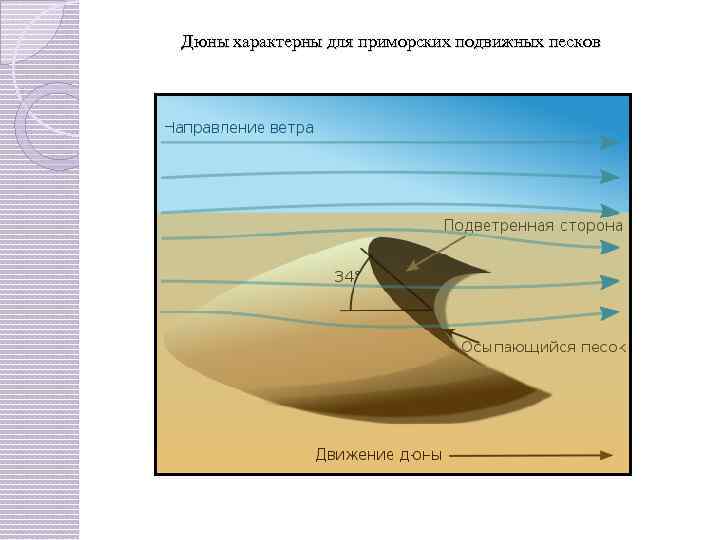 Дюны характерны для приморских подвижных песков 