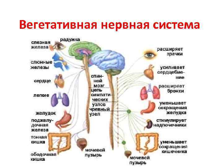 Вегетативная нервная система картинки