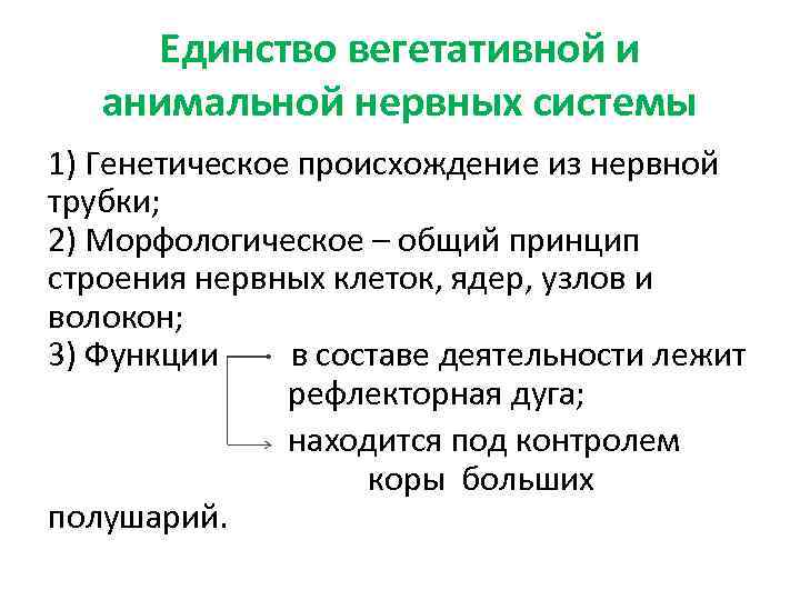 Единство вегетативной и анимальной нервных системы 1) Генетическое происхождение из нервной трубки; 2) Морфологическое