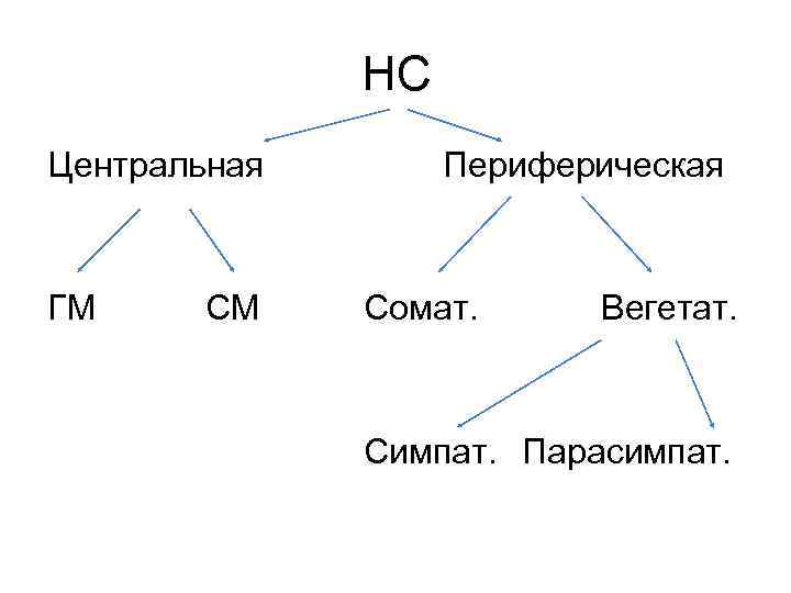 НС Центральная ГМ СМ Периферическая Сомат. Вегетат. Симпат. Парасимпат. 