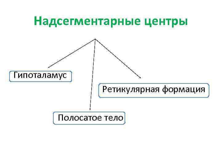 Надсегментарные центры Гипоталамус Ретикулярная формация Полосатое тело 
