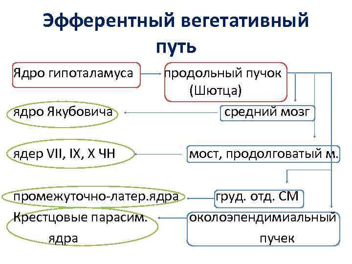 Эфферентный вегетативный путь Ядро гипоталамуса ядро Якубовича ядер VII, IX, X ЧН продольный пучок
