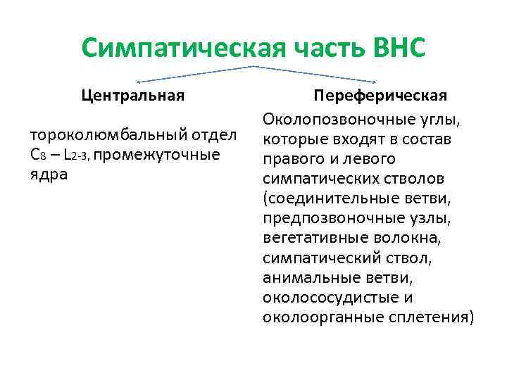 Симпатическая часть ВНС Центральная тороколюмбальный отдел С 8 – L 2 -3, промежуточные ядра