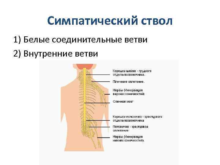 Симпатический ствол 1) Белые соединительные ветви 2) Внутренние ветви 
