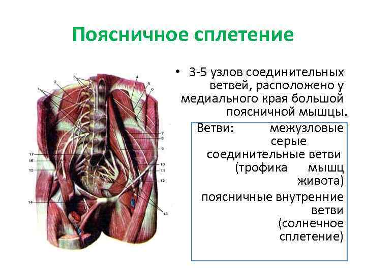 Вегетативные сплетения