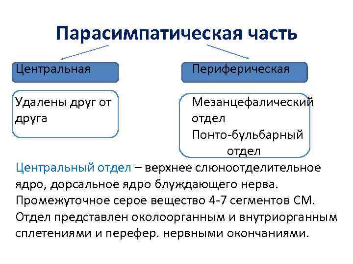Парасимпатическая часть Центральная Удалены друг от друга Периферическая Мезанцефалический отдел Понто-бульбарный отдел Центральный отдел