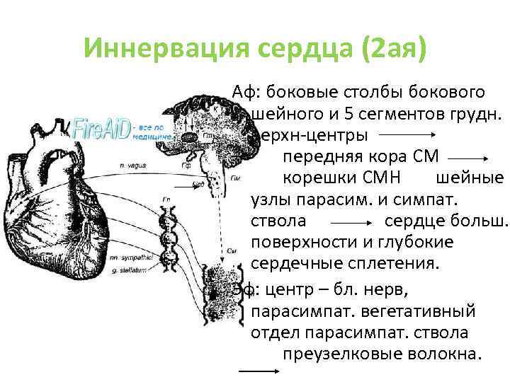 Иннервация сердца (2 ая) Аф: боковые столбы бокового шейного и 5 сегментов грудн. верхн-центры