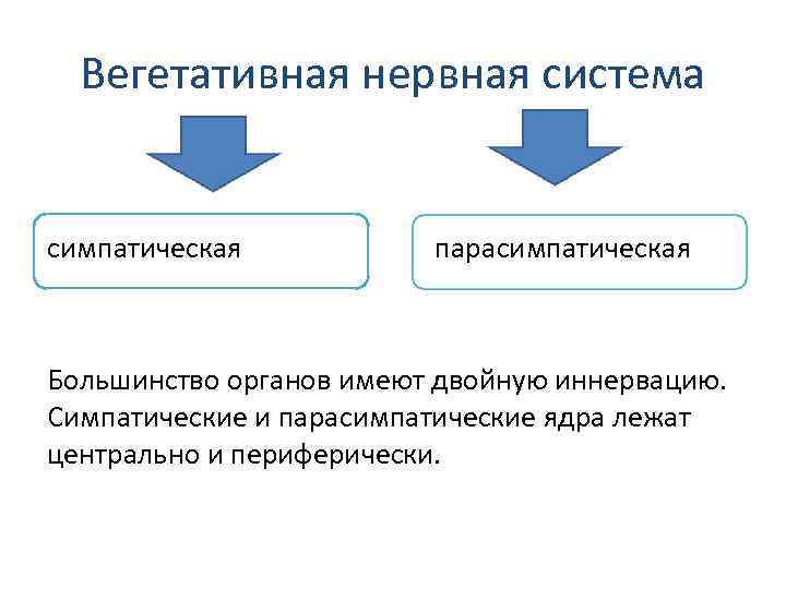 Вегетативная нервная система симпатическая парасимпатическая Большинство органов имеют двойную иннервацию. Симпатические и парасимпатические ядра