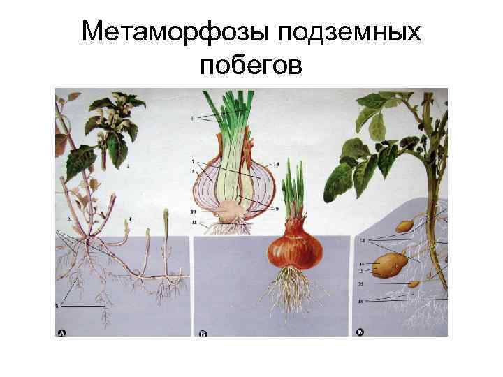Метаморфозы подземных побегов 