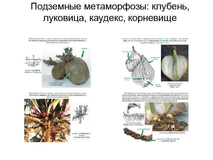 Подземные метаморфозы: клубень, луковица, каудекс, корневище 