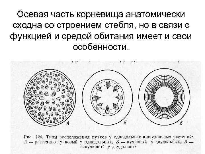 Осевая часть корневища анатомически сходна со строением стебля, но в связи с функцией и