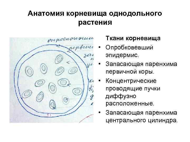 Анатомия корневища однодольного растения • • Ткани корневища Опробковевший эпидермис. Запасающая паренхима первичной коры.